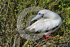 Red-footed Booby in Genovesa island