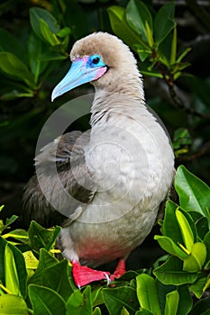 Red-footed booby on Genovesa island, Galapagos National Park, Ec