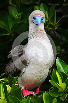 Red-footed booby on Genovesa island, Galapagos National Park, Ec