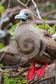 Red-footed booby on Genovesa island, Galapagos National Park, Ec