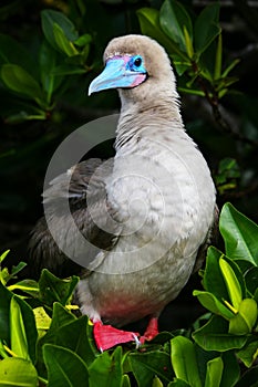 Red-footed booby on Genovesa island, Galapagos National Park, Ec