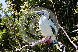 Red-Footed Booby on Half Moon Caye, Belize photo