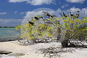 Red-Footed Booby Juveniles