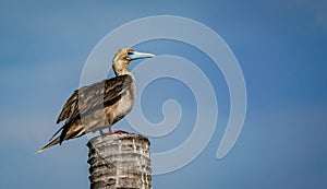 the red footed booby in the nature
