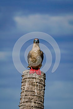 the red footed booby in the nature