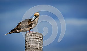 the red footed booby in the nature