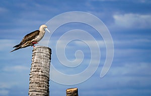 the red footed booby in the nature
