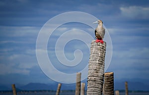 the red footed booby in the nature