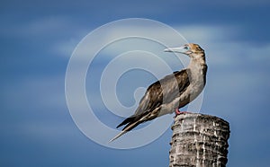 the red footed booby in the nature