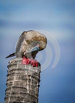 the red footed booby in the nature