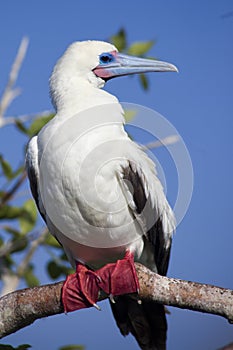 Red Footed Booby Perched on Branch