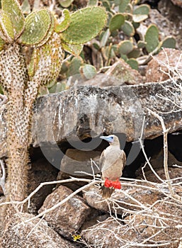 Red footed booby perched on leafless branch with cactus and landscape in background