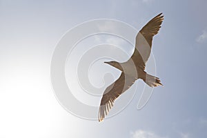 Red-footed booby soars in the sunlight