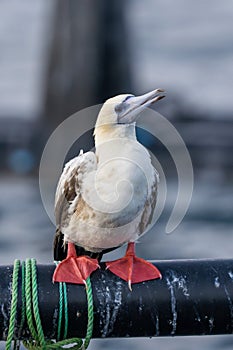 Red-footed booby (Sula sula) close up. A second winter bird photo