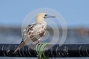 Red-footed booby (Sula sula) close up. A second winter bird photo