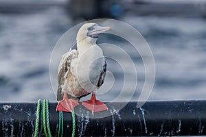 Red-footed booby (Sula sula) close up. A second winter bird photo