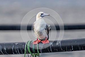 Red-footed booby (Sula sula) close up. A second winter bird photo