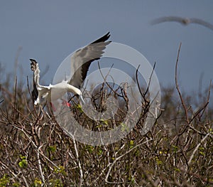 Red-footed booby Sula sula landing on a tree, Genovesa island, Galapagos National Park, Ecuador