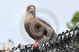 Red-footed Booby (Sula) photo