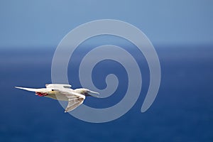 Red-footed Booby Sula sula