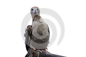 Red-footed Booby Sula sula bird sitting on the ship mast isolated on white background. Marine bird in natural habitat. North Pac