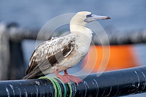 Red-footed booby (Sula sula) close up. A second winter bird