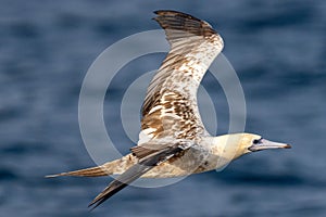 Red-footed booby (Sula sula) in flight. A second winter bird