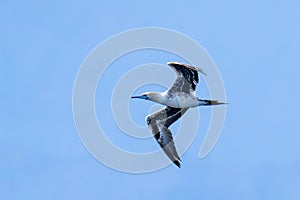 Red-footed booby (Sula sula) in flight. A second winter bird