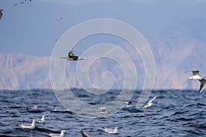 Red-footed booby (Sula sula) in flight. A second winter bird