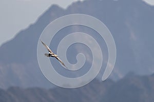 Red-footed booby (Sula sula) in flight. A second winter bird