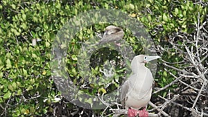 red footed booby, Sula sula, Genovesa island, Galapagos