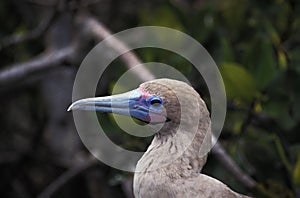 Red Footed Booby, sula sula, Portrait of Adult with Blue Beak, Galapagos Islands