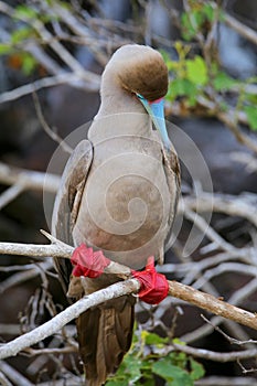 Red-footed booby (Sula sula) preening feathers