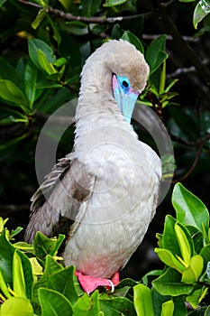 Red-footed booby (Sula sula) preening feathers