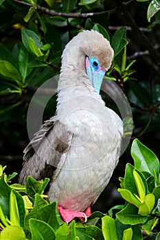 Red-footed booby (Sula sula) preening feathers photo