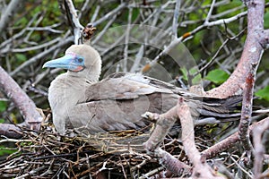 Red-footed booby Sula sula sitting on a nest