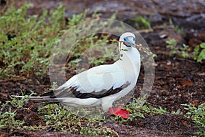 Red-footed Booby Sula sula with a stick in its beak