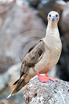 Red Footed Booby Vertical