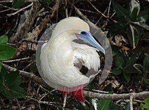 Red-Footed Booby-White Morph, Galapagos Islands