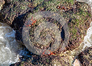 Red-footed crabs walk on stones on the coast of the Gulf of Oman