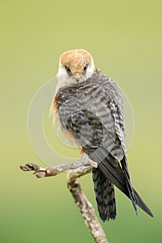 Red-footed Falcon