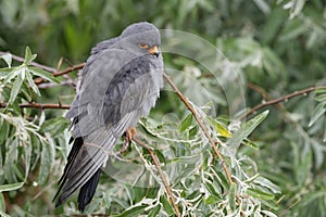 Red-footed Falcon