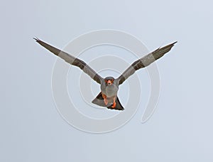 Red footed Falcon