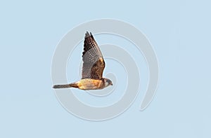 A Red-footed Falcon, Falco vespertinus.