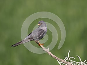 Red-footed falcon, Falco vespertinus