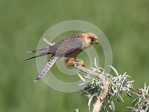 Red-footed falcon, Falco vespertinus