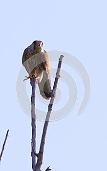 Red-footed falcon Falco vespertinus