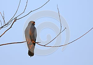 Red-footed falcon Falco vespertinus