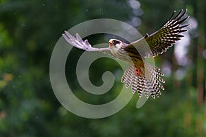 The red-footed falcon Falco vespertinus