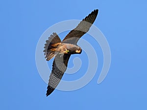 Red-footed falcon (Falco vespertinus